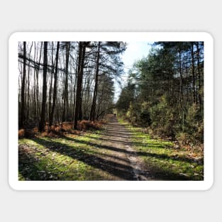 Trees in Swinley forest make it great place for sunlight walk Sticker